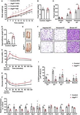 The regulatory role of eosinophils in adipose tissue depends on autophagy